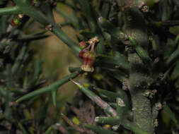 Imagem de Colletia spinosissima J. F. Gmel.