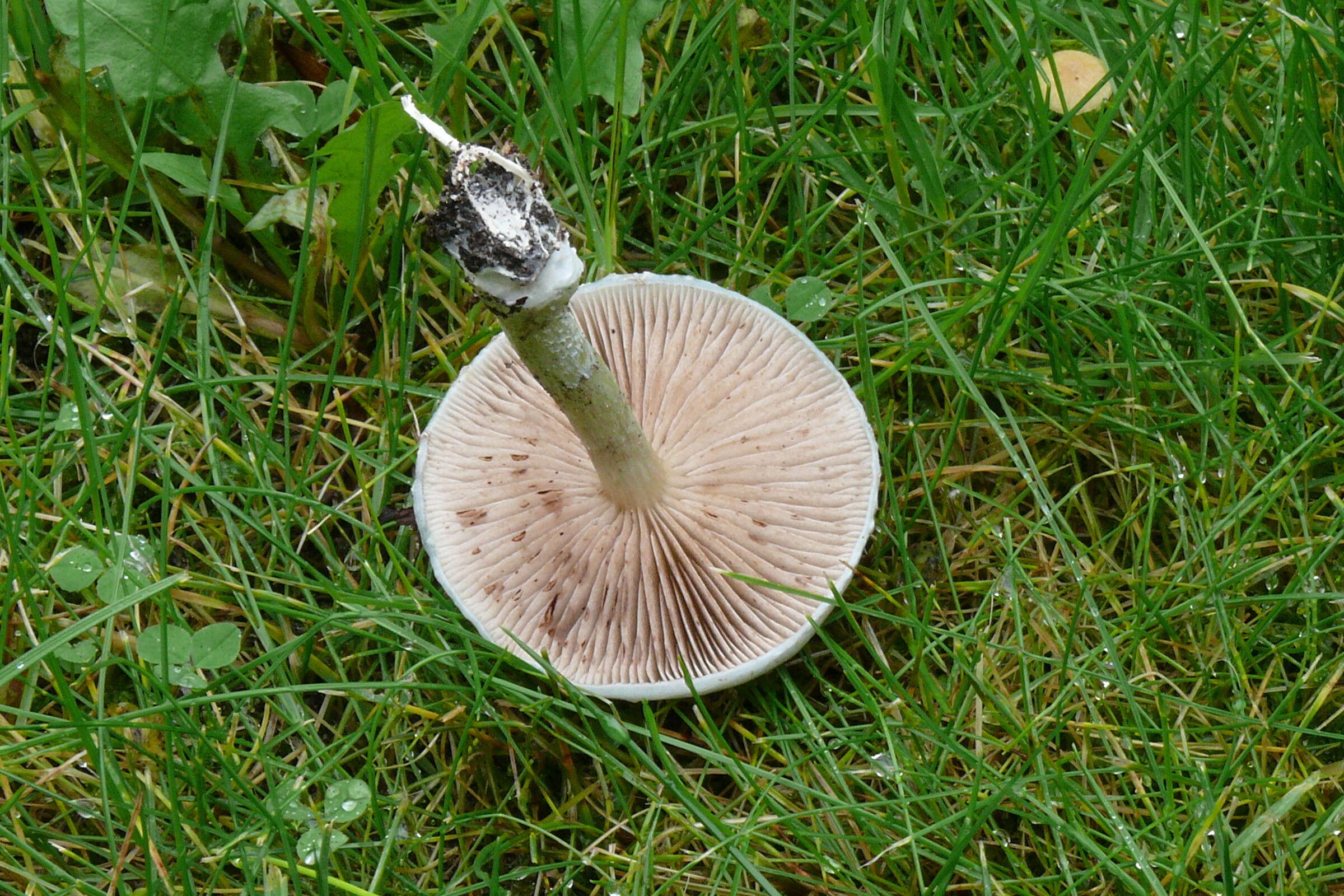 Image of Stropharia caerulea Kreisel 1979