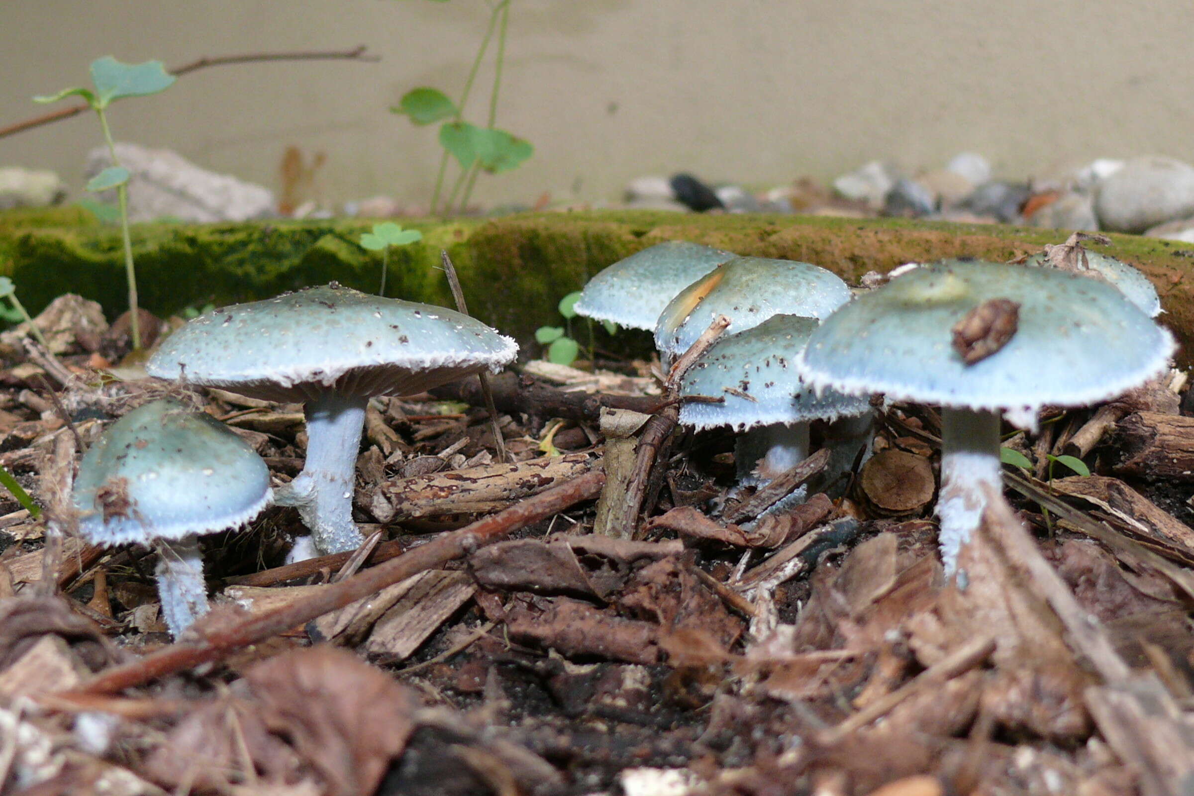 Plancia ëd Stropharia caerulea Kreisel 1979