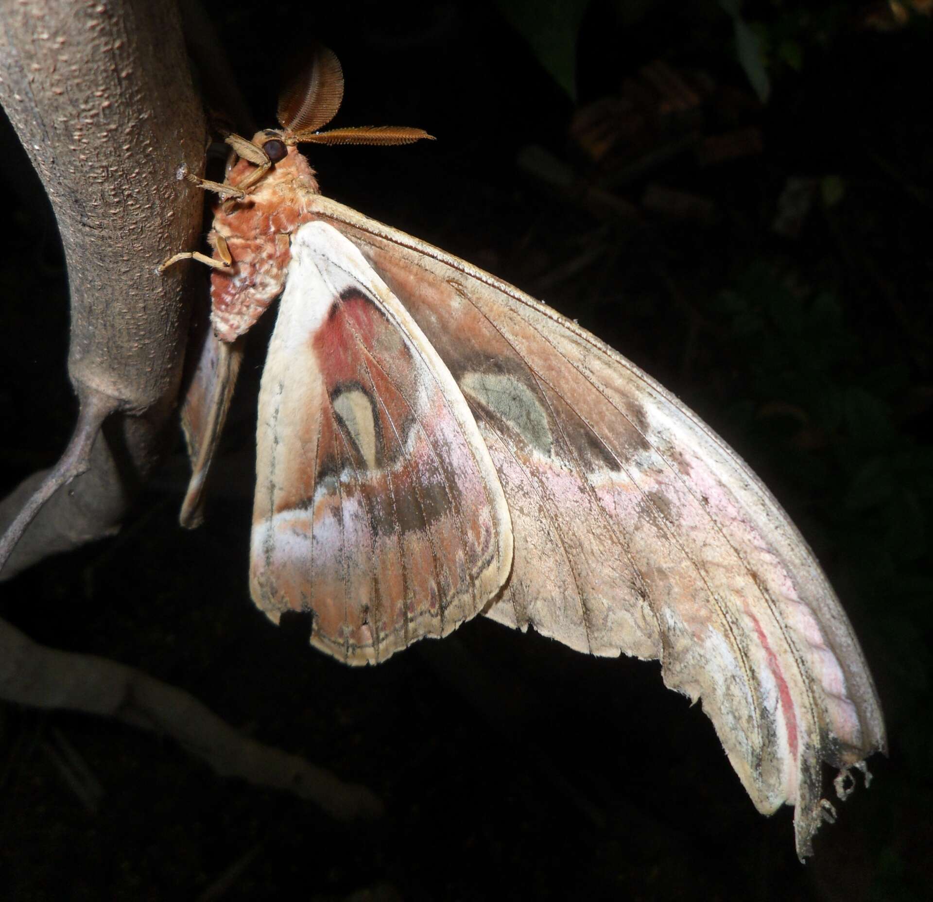 Image de Attacus atlas (Linnaeus 1758)