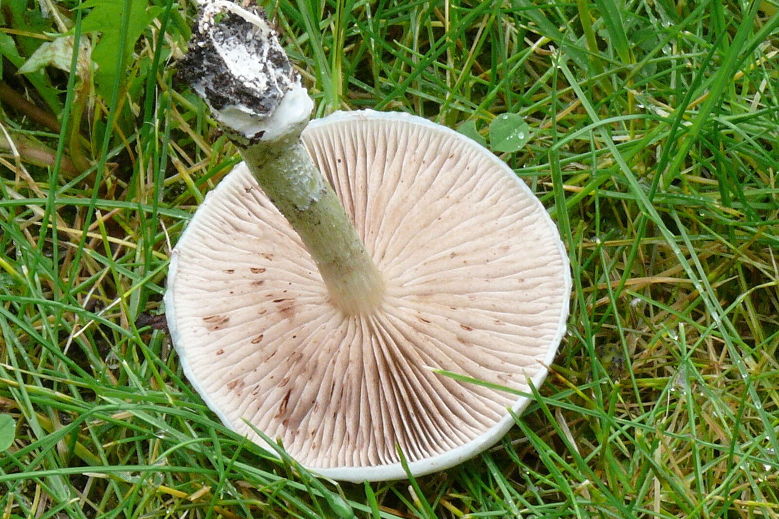 Image of Stropharia caerulea Kreisel 1979