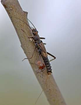 Image of Diura bicaudata (Linnaeus 1758)