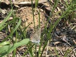 Image of Plebejus samuelis