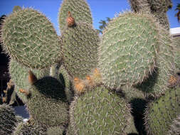 Image of Dollar-joint Prickly-pear