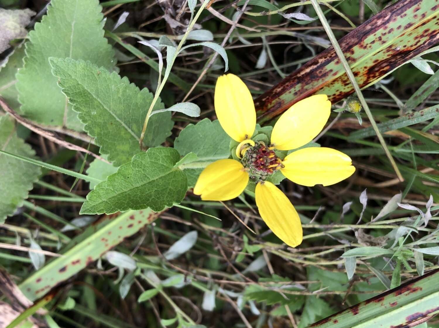 Image of Texas greeneyes