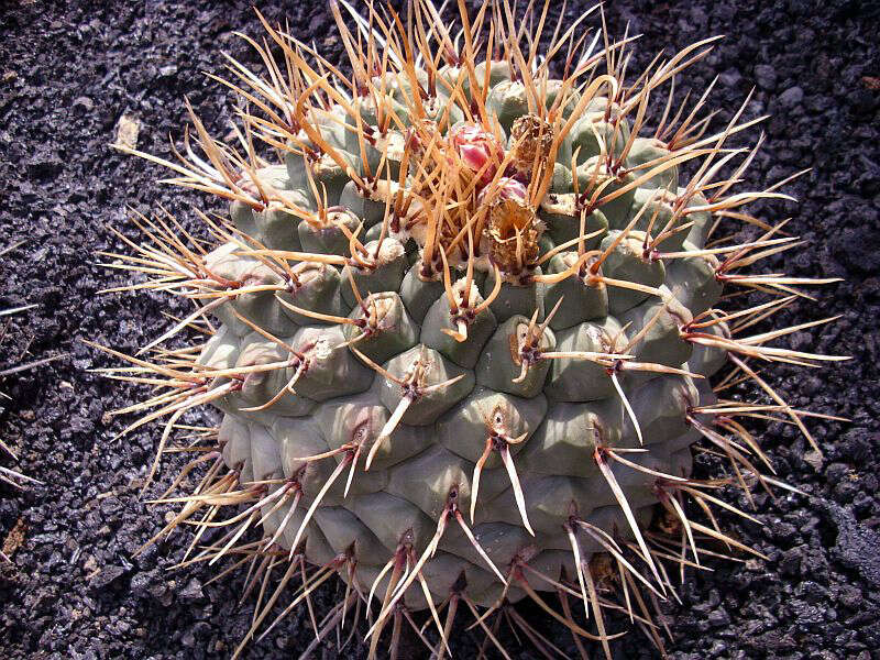 Image of Thelocactus rinconensis (Poselger) Britton & Rose