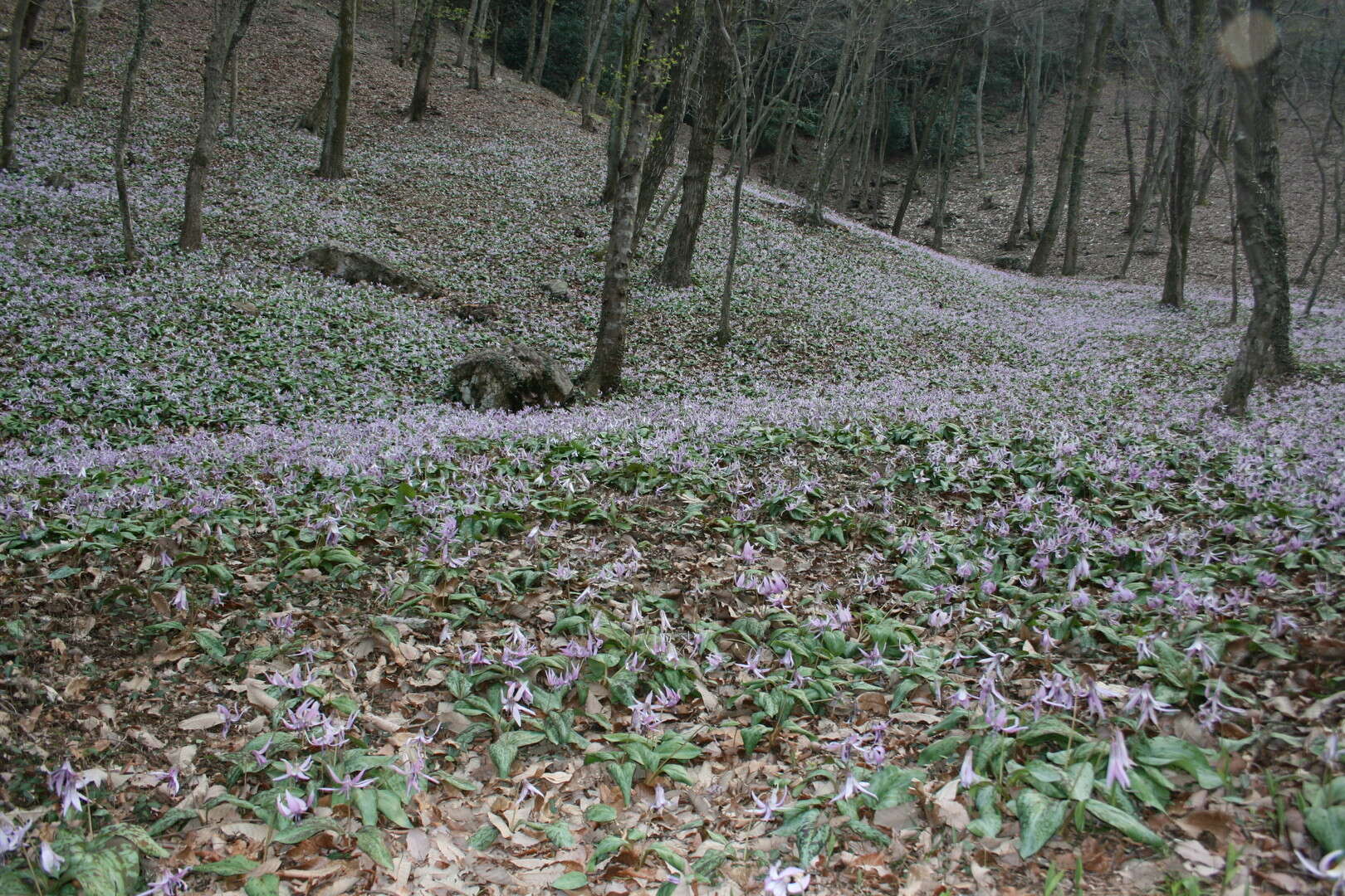 Image of Erythronium japonicum Decne.