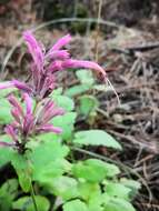 Image of pale giant hyssop