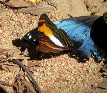 Adelpha boeotia的圖片