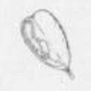 Image of Acalyptris punctulata (Braun 1910) Diškus et al. 2003