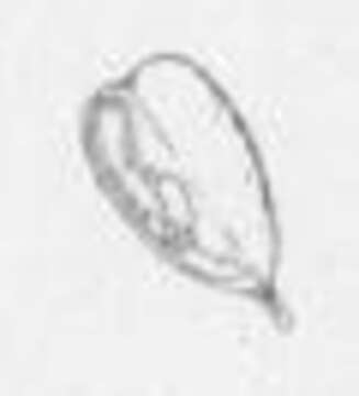 Image of Acalyptris punctulata (Braun 1910) Diškus et al. 2003