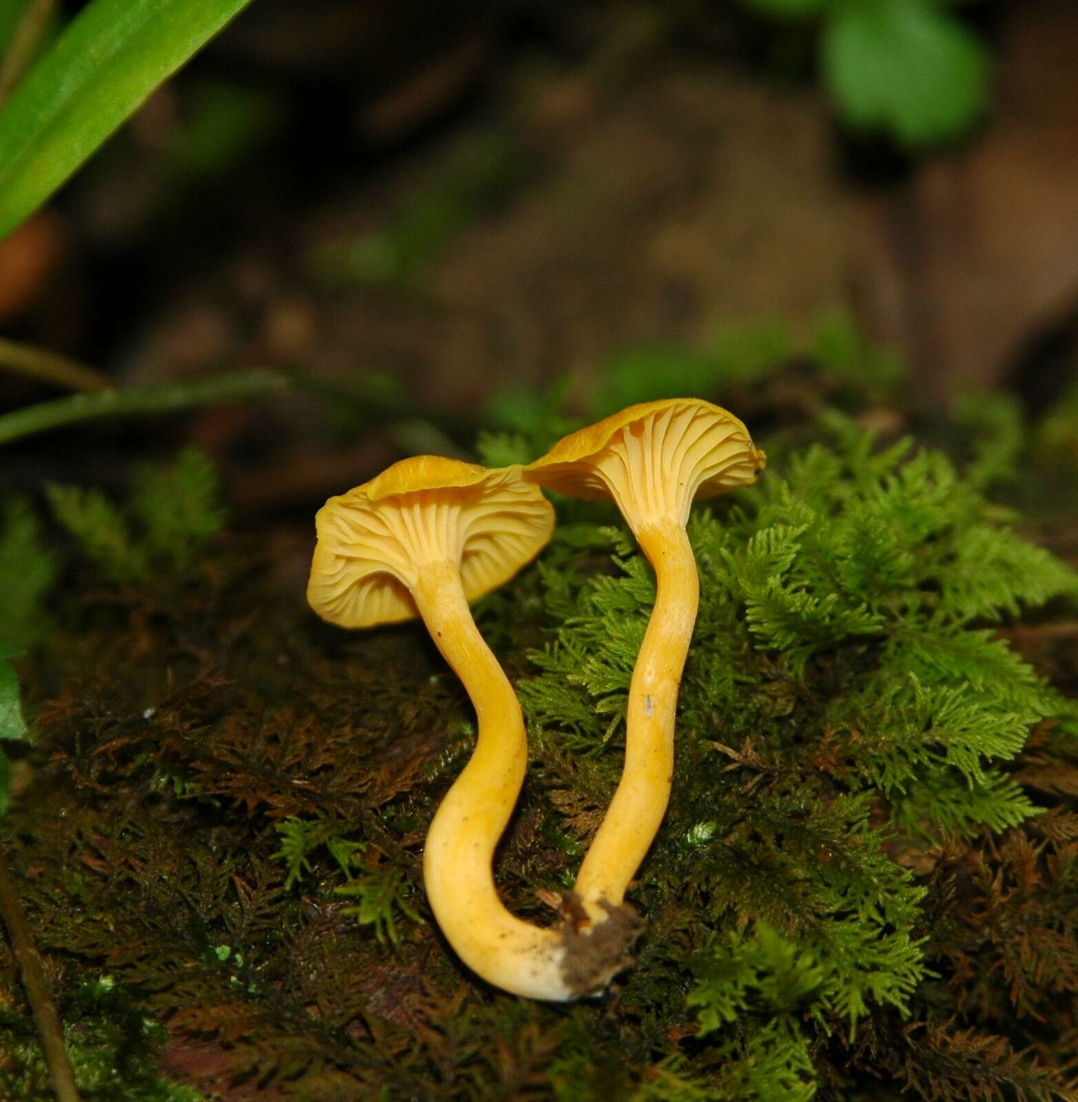 Image of Cantharellus minor Peck 1872