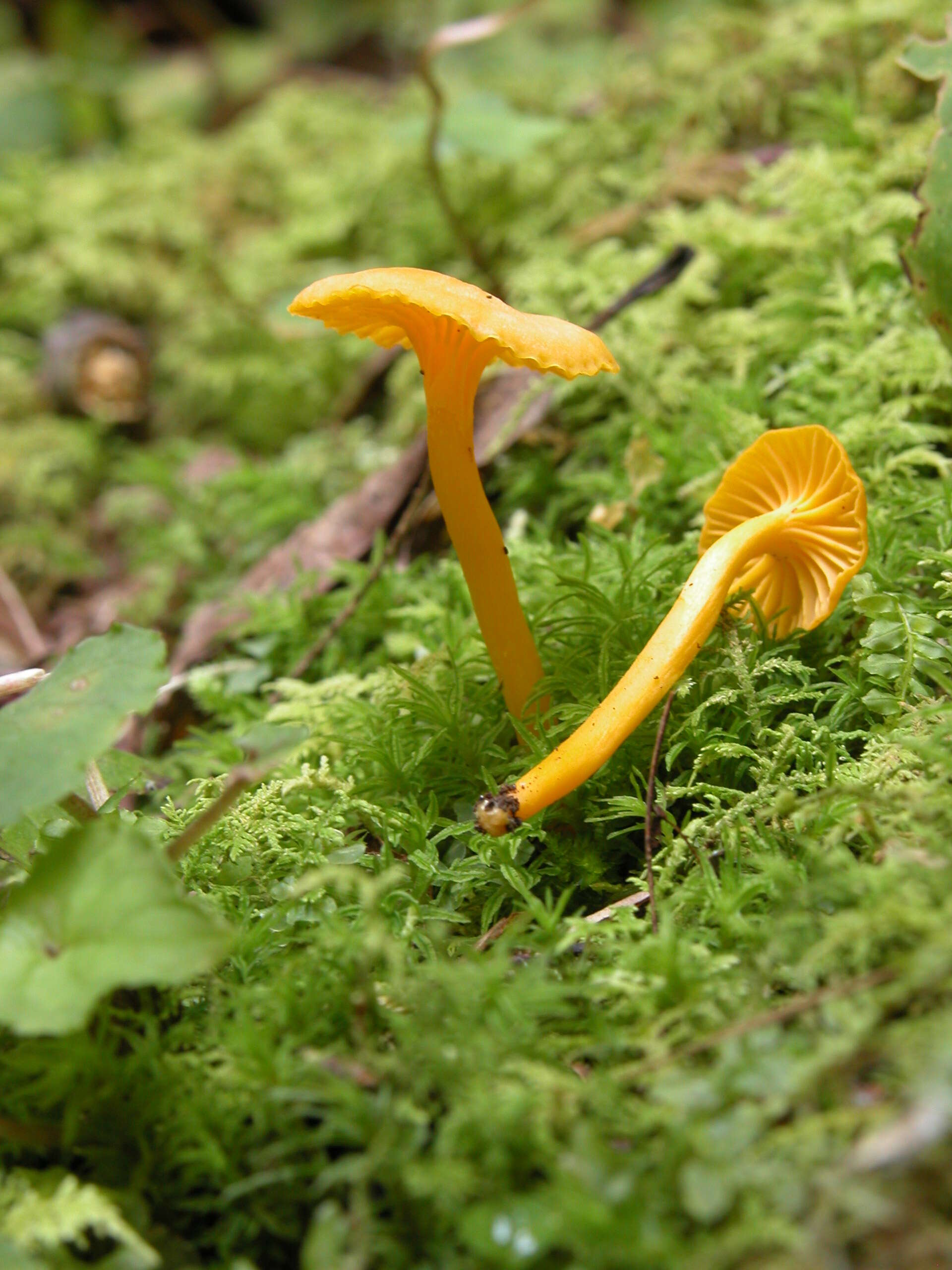 Image of Cantharellus minor Peck 1872