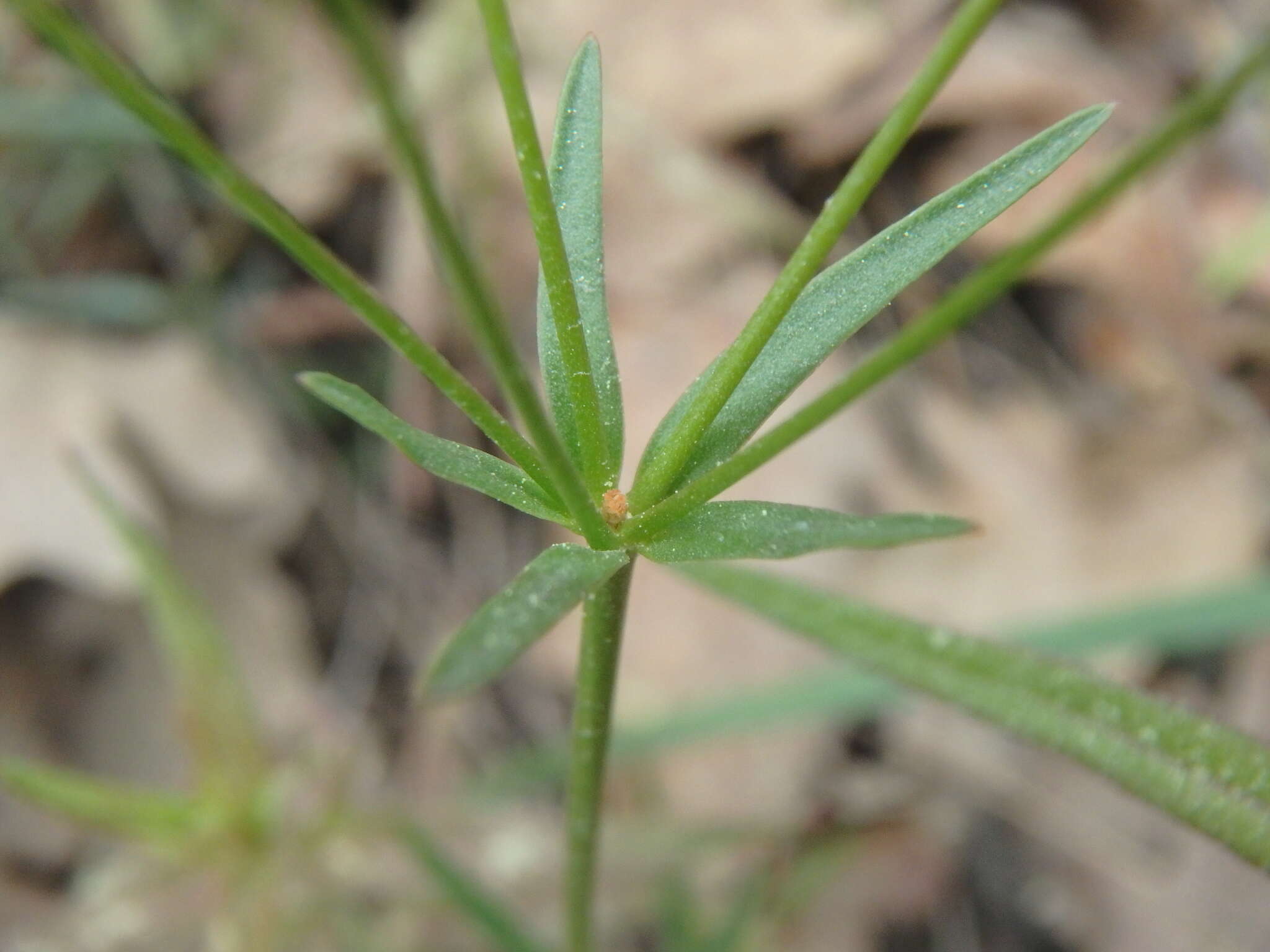 Imagem de Euphorbia leptocaula Boiss.