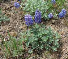 Слика од Lupinus saxosus Howell