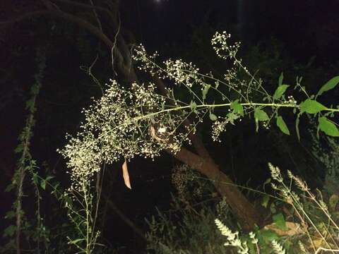 Image de Pluchea paniculata (Willd.) Karthik. & Moorthy