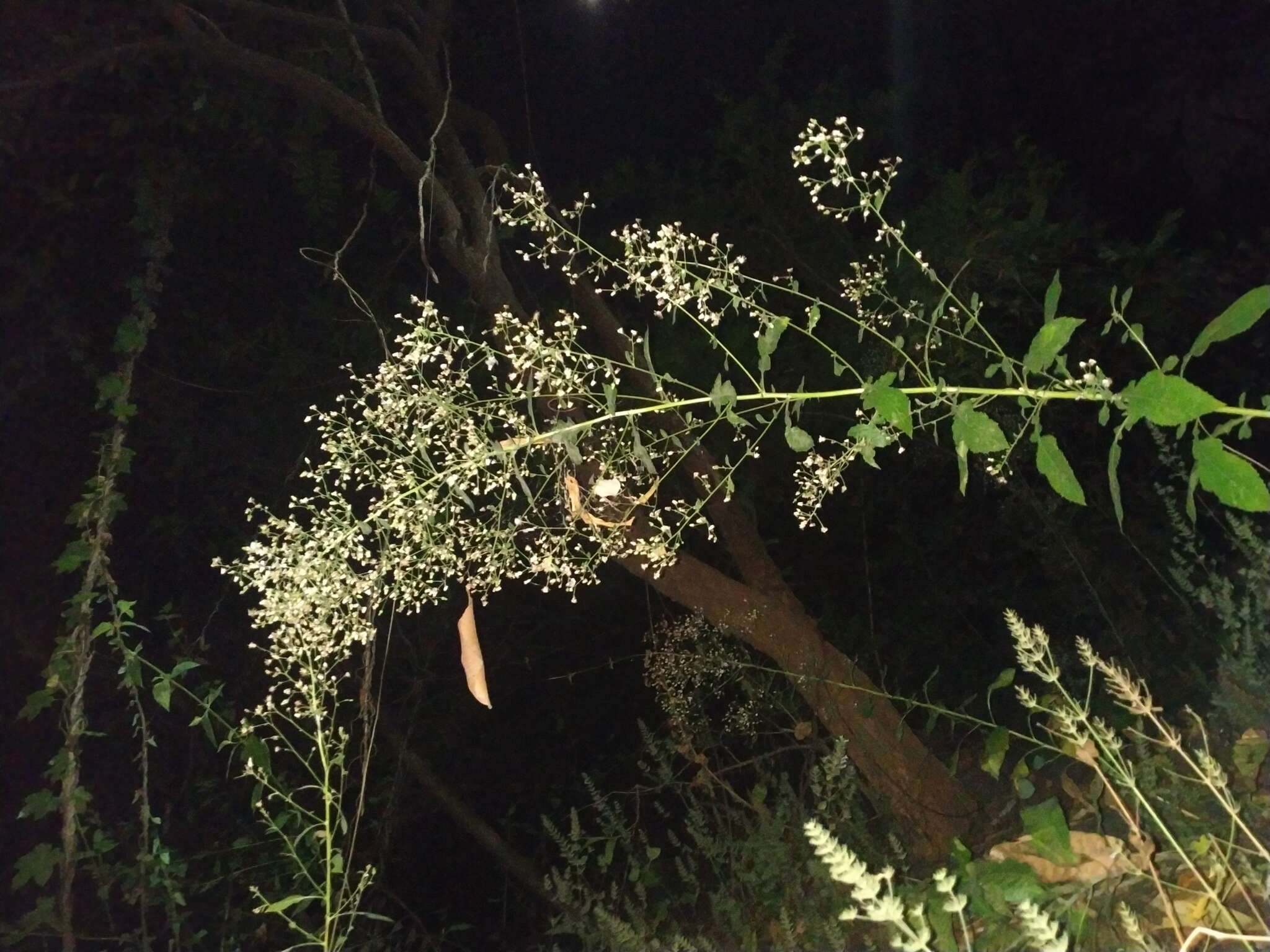 Image of Pluchea paniculata (Willd.) Karthik. & Moorthy