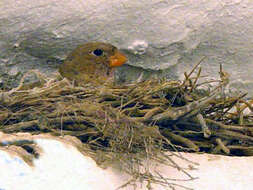 Image of Trumpeter Finch