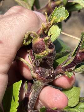 Image of Eupatorium gall midge