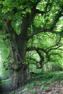 Image of European horse chestnut