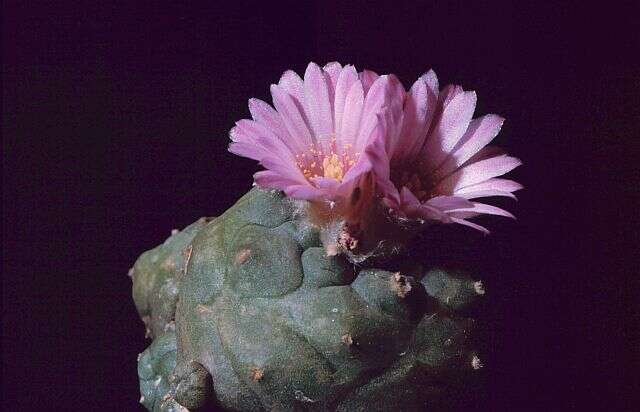 Image of peyote