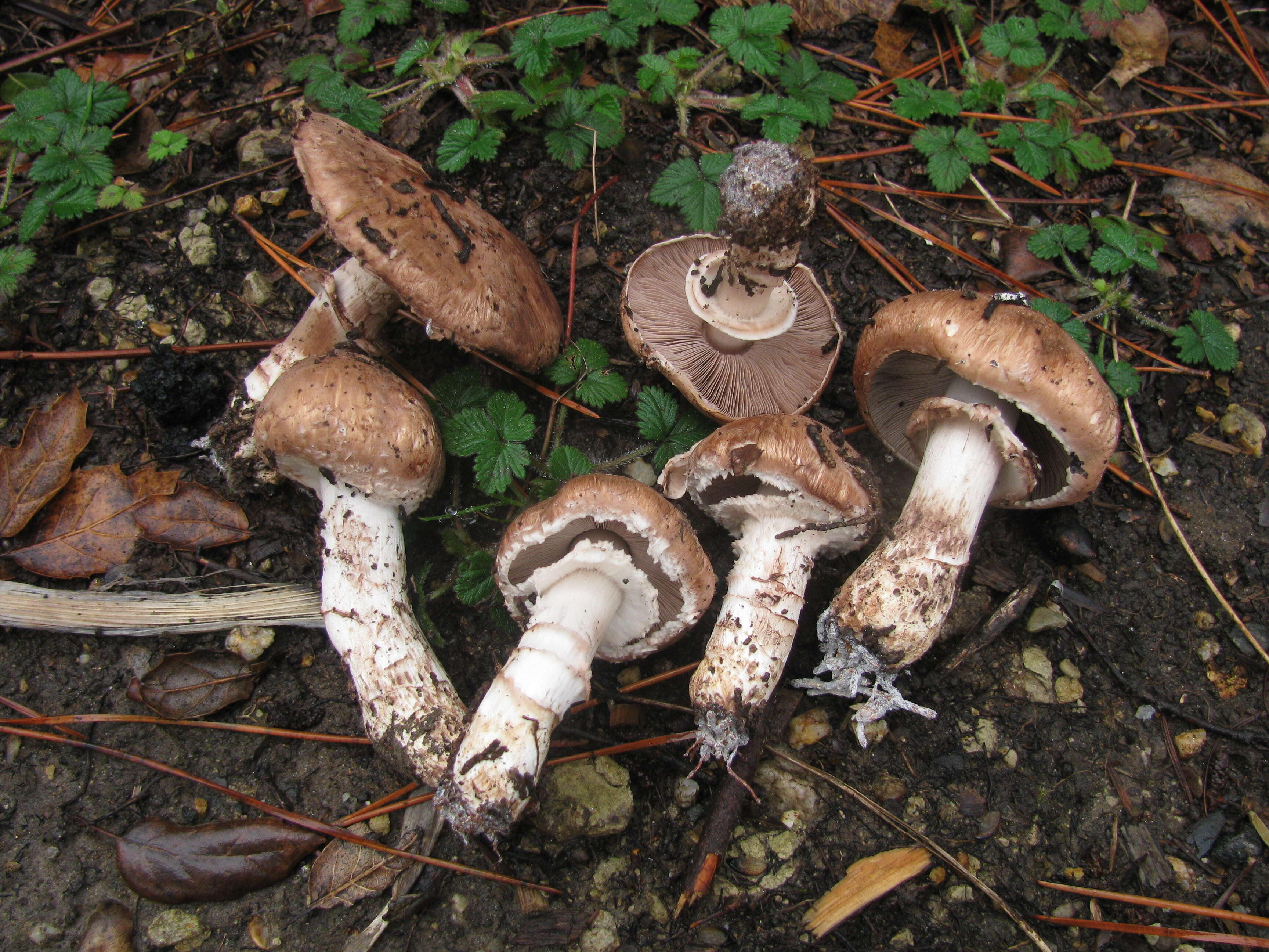 Image of Agaricus fuscofibrillosus (F. H. Møller) Pilát 1951