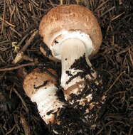 Image of Agaricus fuscofibrillosus (F. H. Møller) Pilát 1951