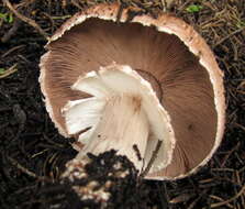 Image of Agaricus fuscofibrillosus (F. H. Møller) Pilát 1951