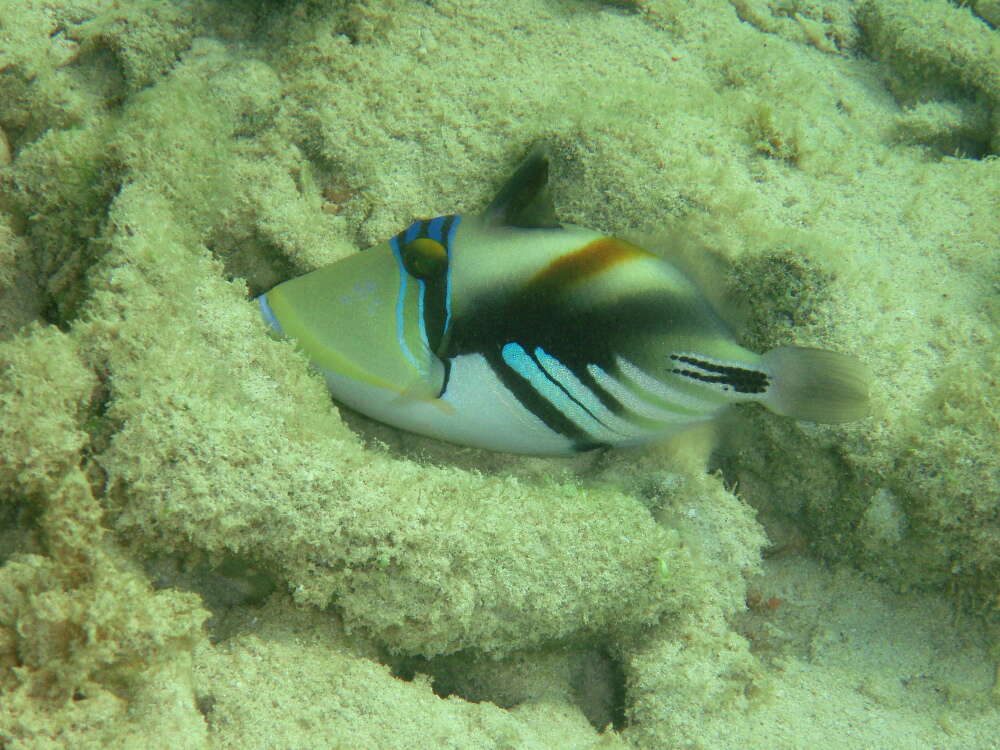 Image of Lagoon triggerfish