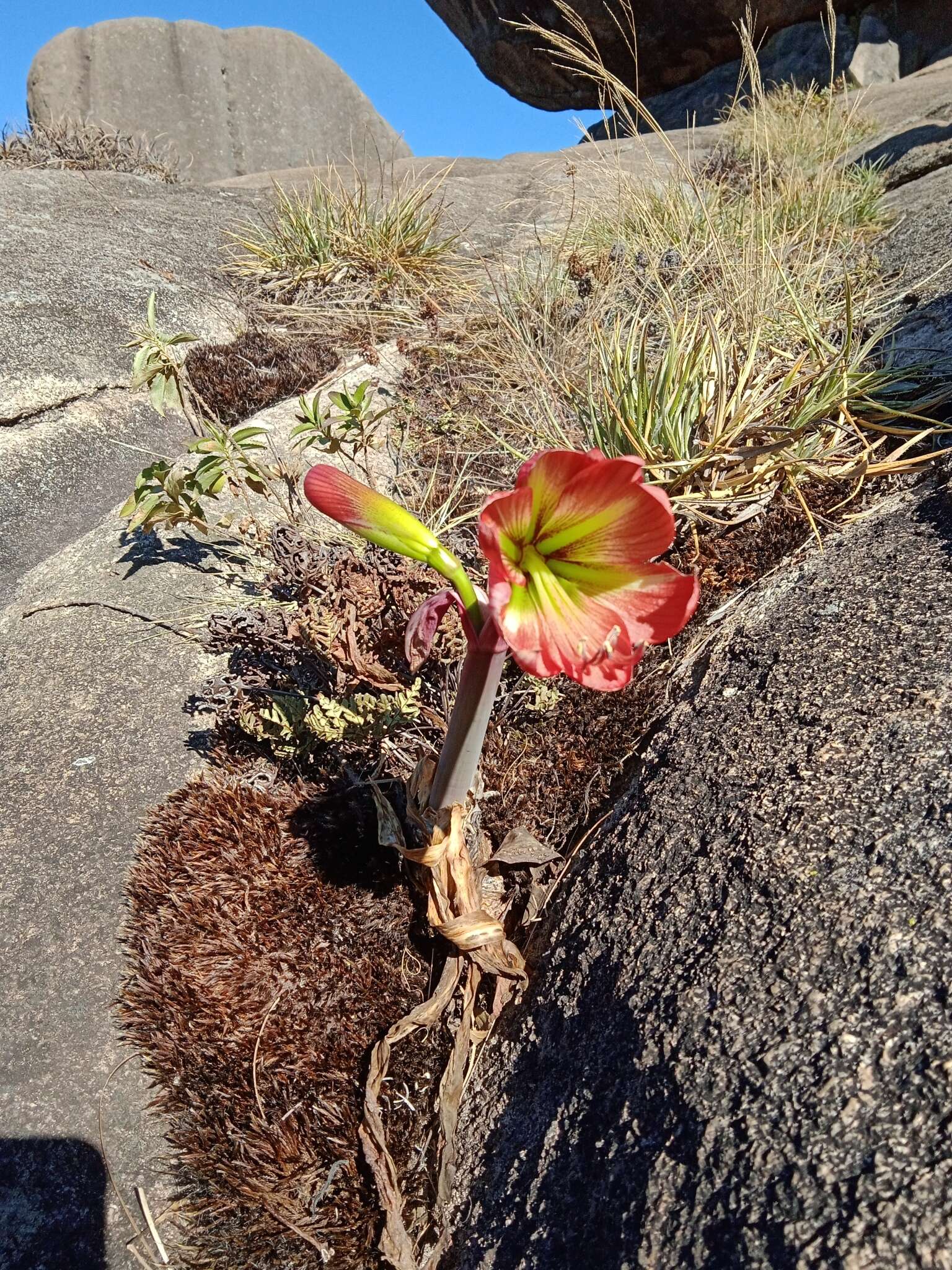 Слика од Hippeastrum morelianum Lem.