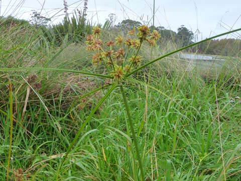 Слика од Cyperus eragrostis Lam.