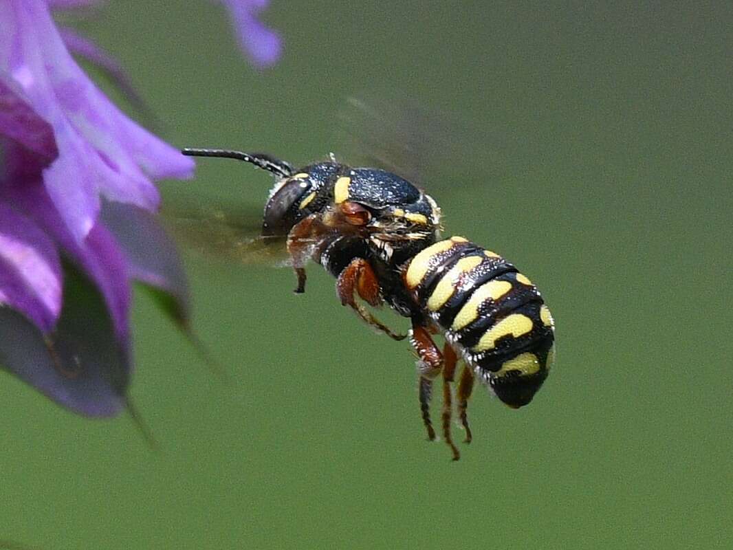 صورة Dianthidium texanum (Cresson 1878)