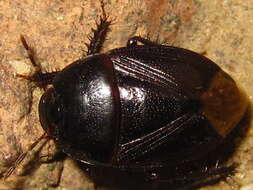 Image of <i>Macroscytus fraterculus</i>