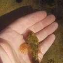 Cottus carolinae (Gill 1861) resmi