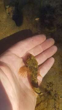 Image de Cottus carolinae (Gill 1861)