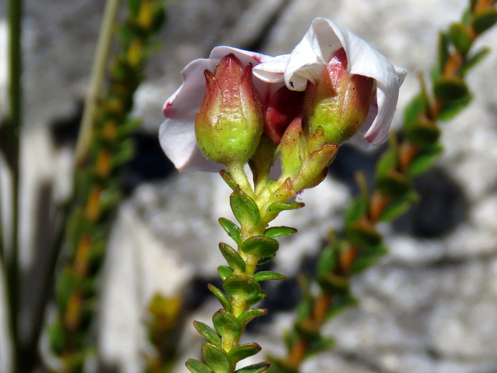 Image of Adenandra villosa subsp. villosa