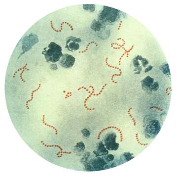 Image of Streptococcus pyogenes