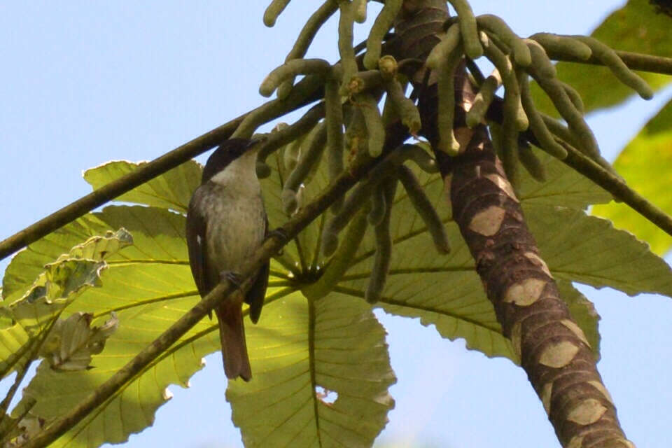 Image of Nesospingidae