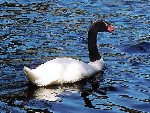 Imagem de Cisne-de-pescoço-preto