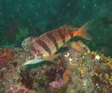 Image of Barred fingerfin