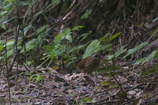 Image of Rufous-tailed Antthrush