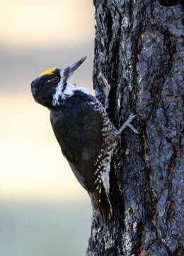 Image of Black-backed Woodpecker