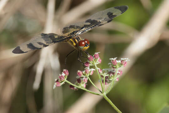 Imagem de Celithemis fasciata Kirby 1889