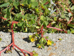 Image of common purslane