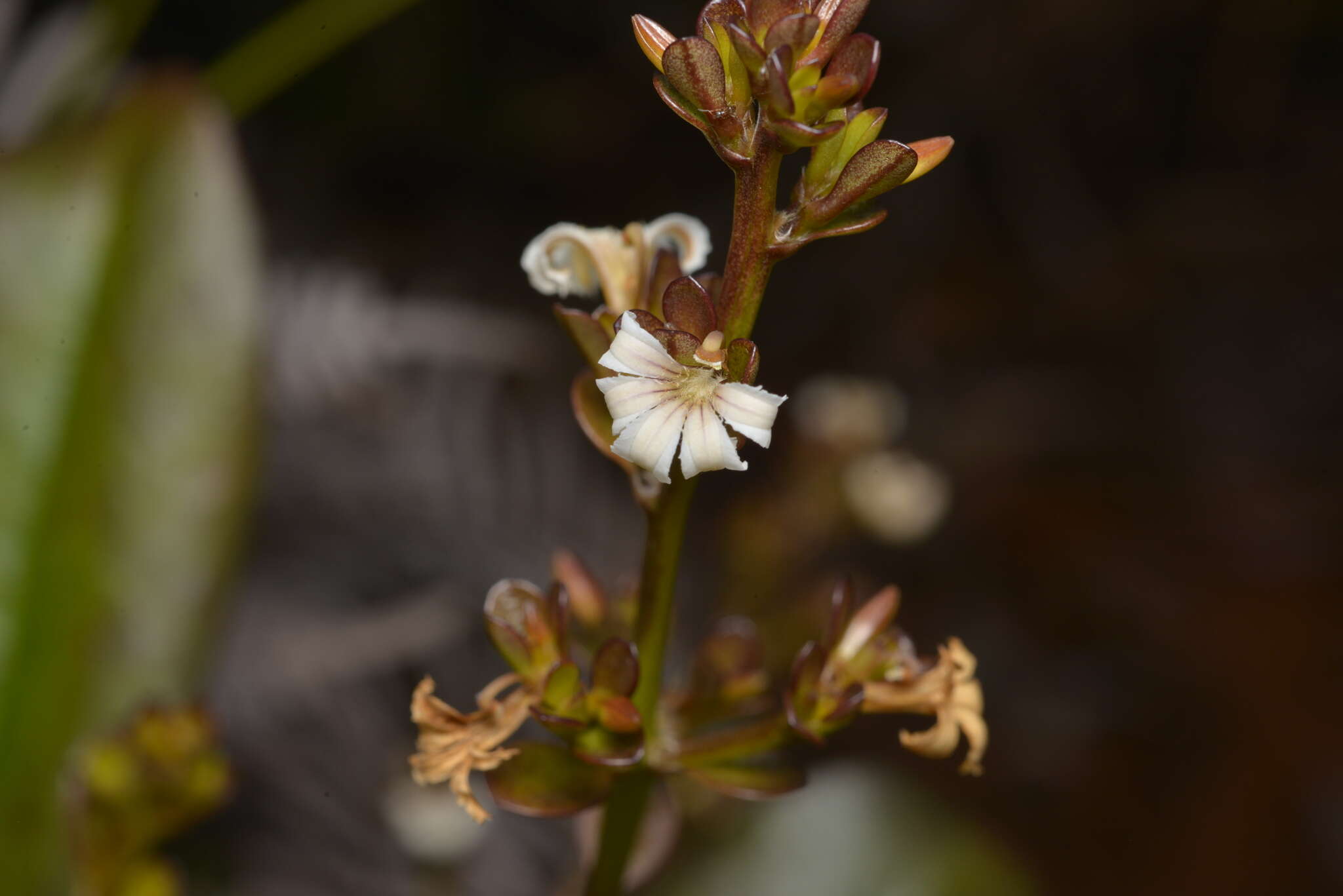 Imagem de Scaevola beckii Zahlbr.