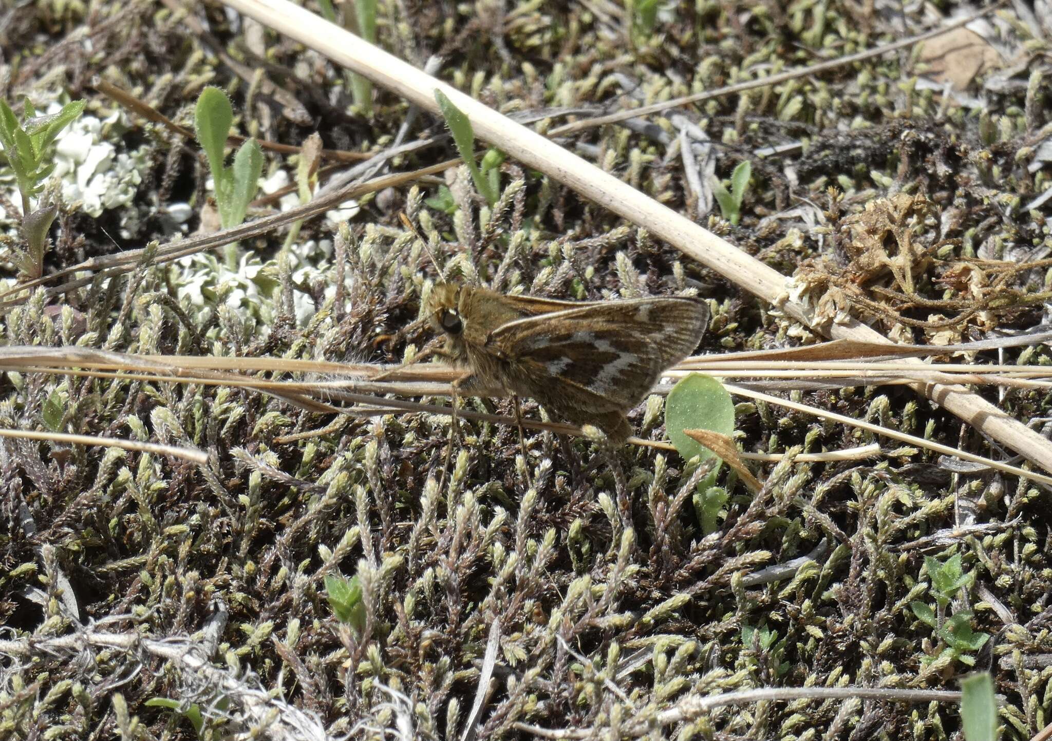 Слика од Hesperia metea Scudder 1863