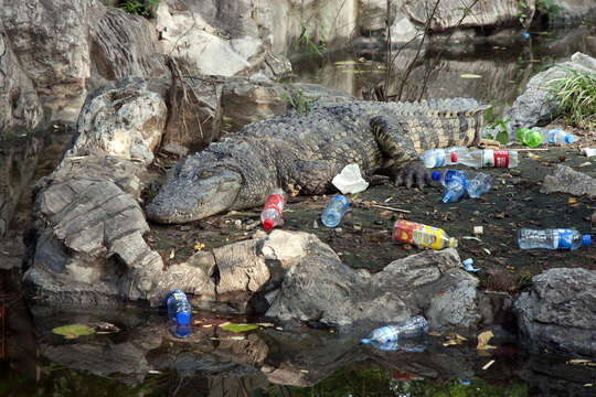 Image of Chinese alligator