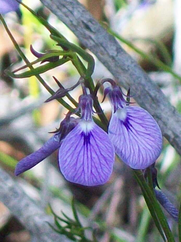 Image of Hybanthus vernonii (F. Müll.) F. Müll.