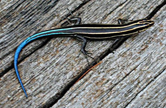 Image of Common Five-lined Skink