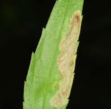 Image of Calycomyza solidaginis (Kaltenbach 1869)